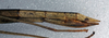 CollectionObject 1561803; NMW 374, bca4ed78-89a7-4317-bc99-35ee6daee869: copyright NMW, Vienna. female: end of abdomen, lateral view (syntype). (CollectionObject).