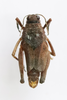 CollectionObject 1528830; cad8b65c-ed44-40ec-b434-46d3f880de45: male, dorsal view (holotype). (CollectionObject).