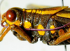 CollectionObject 1498828; 1783afad-7590-4bb1-b9be-3e5e70c2c749: 2012. female, head and pronotum, lateral view. (CollectionObject).
