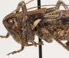 CollectionObject 1527094; a7c021dc-e47e-4d89-8eed-12c2f21dac40: male, lateral view (holotype). (CollectionObject).