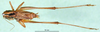 CollectionObject 1500485; ef8bd2a7-576a-4817-b6c0-1b2feff36ee8, DORSA BTmodebnS01: male, dorsal view (holotype of Metrioptera dofleini). (CollectionObject).
