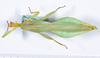 CollectionObject 1561220; a7c2a2e2-144e-457e-a7e4-04e1f58e9195: copyright ANSP. male, dorsal view (paratype). (CollectionObject).