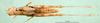 CollectionObject 1576976; 9541dc08-640f-4f7b-aab6-72078700bb11: female, dorsal view (paralectotype). (CollectionObject).