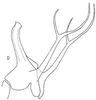 Aedeagus, lateral view: !! display not done !! on Onura eburneola Oman, 1938: Aedeagus, lateral view. (Observation).