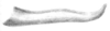 Nicklephyllum acanthonotum (Nickle, 1985): Fig. 5 (after holotype). male left cercus, dorsal view. (Otu).