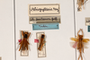 CollectionObject 1536896; 6d156eca-a4d3-4b4b-8899-f1b3c511cbd1: female, on drawer (syntype). (CollectionObject).