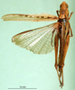 CollectionObject 1581463; 4eab29d9-e52a-4630-8bf8-13b50628c52f, DORSA BA000538S04: female, dorsal view (paralectotype). (CollectionObject).