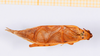 CollectionObject 1540413; bc985d5f-1d11-410d-a2e9-a00e473540d7: male, dorsal view (holotype). (CollectionObject).