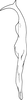 Stylus on Anufrievia jinghongensis Cao & Zhang, 2018: Stylus. (Observation).