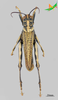 CollectionObject 2280459; d30ee321-b6e3-47d8-98da-2cfbbfd788ea, Unioeste Cascavel K-1313: Male, dorsal view. (CollectionObject).