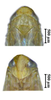 Head: !! display not done !! on Maiestas variabilis (Dash & Viraktamath, 1998): head and thorax, face (male). (Observation).