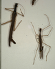 CollectionObject 1560322; 1c5ca752-aba2-4780-9573-d4ae7c863888: copyright NMW, Vienna. male and female (paralectotypes). (CollectionObject).;CollectionObject 1560323; f7f870e9-bf49-4e23-9221-6927e7eaf20f: copyright NMW, Vienna. male and female (paralectotypes). (CollectionObject).