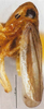 Habitus, lateral view: (Observation).