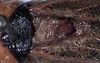 CollectionObject 1531899; 4cea90fd-bddb-4291-8fe2-d0f029f015b4: male, tridulatory area (syntype). (CollectionObject).