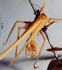 CollectionObject 1503335; MBBJ 3225929, e993414d-a2be-4c40-9657-5015677546d9: male cerci. (CollectionObject).