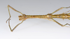 CollectionObject 1590191; USNM(SF IMPORT DUPLICATE) RD–044, fc1f0f9e-1e73-4b5b-b0b5-b68c812a0411: copyright USNM, Washington. male head & thorax, dorsal view (holotype), copyright USNM, Washington. (CollectionObject).