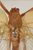 CollectionObject 1505875; f5f0bdb1-f77b-4cc5-8c36-d8d7c727e2a1: male, dorsal view (syntype). (CollectionObject).