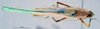 CollectionObject 1536185; NMBA 3225275, 27fe38a1-dc5e-4760-ba84-f9a80692901a: female, dorsal view. (CollectionObject).