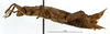 CollectionObject 1559860; 76487e96-7513-4886-8ea4-5ab9785dc824: copyright MNHN, Paris. female, lateral view (paratype). (CollectionObject).