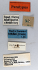CollectionObject 1575267; 7838a50b-3bc3-492f-aaf1-b24a786aea8e: male, labels (paratype). (CollectionObject).