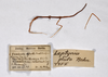 CollectionObject 1559643; 4d6ab786-f4a9-4b6e-8168-931968f0ad84: copyright ZMHB, Berlin. female. data labels (holotype). (CollectionObject).