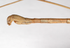 CollectionObject 1557960; 28d02552-c488-4384-ac80-274602819853: copyright ZMHB, Berlin. male: end of abdomen, lateral view (holotype). (CollectionObject).