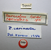 CollectionObject 1534026; 94ea9b5d-8422-4189-ab6b-ecb25e29373a: labels (holotype). (CollectionObject).