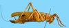 CollectionObject 1539171; UVCO 20717, ea933e9b-190c-48c9-8baf-ff85c94000f3: MUSENUV - 20717. female, lateral view. (CollectionObject).