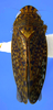 Habitus, dorsal view on Coarctana rana (DeLong & Wolda, 1982): (Observation).