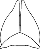 Subgenital plate: !! display not done !! on Excultanus incurvatus (Osborn & Lathrop, 1923): Subgenital plate. (Observation).
