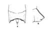 Neopedies noroestensis Ronderos, 1991: Fig. I. female subgenital plate. (Otu).
