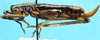 CollectionObject 1499556; 6256e2d6-90cd-456e-b10f-dd74aa0ab677: female, lateral view (allotype). (CollectionObject).