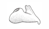 Coyacris brevipennis (Ronderos, 1979): Fig. 8. epiphallus, lateral view. (Otu).