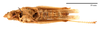CollectionObject 1538206; 6aead1fc-afce-4f9f-bbae-a244730bddea: female, ventral view (holotype of Pyrgomorpha cyprica Steinmann, 1967). (CollectionObject).