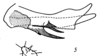 Aedeagus, lateral view on Duilius (Bitropis) fasciatus (Horváth, 1894): (Observation).