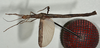 CollectionObject 1561270; USNM(SF IMPORT DUPLICATE) 7350, 80ce10ec-7dc9-4d1b-a654-36c3a552b2ad: copyright USNM, Washington. (CollectionObject).