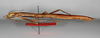 CollectionObject 1563531; 721f3aeb-3bd1-4676-92b6-58c3ddf65288: copyright ZMB, Berlin. female, lateral view (paratype). (CollectionObject).;CollectionObject 1563532; c4d71e26-ca3d-4e5a-9f3f-9e11b3c16dd5: copyright ZMB, Berlin. female, lateral view (paratype). (CollectionObject).