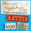 labels (syntype). Depicts CollectionObject 1501393; 1e88d07b-b88a-4ac5-a500-d07f7ae7467b, a CollectionObject.