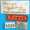 CollectionObject 1501393; 1e88d07b-b88a-4ac5-a500-d07f7ae7467b: labels (syntype). (CollectionObject).