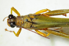 CollectionObject 1498677; 6630242e-f902-4f94-9c51-216580220080: male, dorsal view. (CollectionObject).