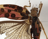 CollectionObject 1529777; 6c827cab-aa90-497c-adb5-5cfce4c69b58: female, dorsal view (syntype). (CollectionObject).