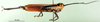 CollectionObject 1501235; 7839474d-ab4f-422e-8ca9-0d3d2719153a, DORSA BA000043S01: male, lateral view (holotype). (CollectionObject).