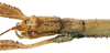 CollectionObject 1584179; 695919a3-543d-48b9-9a84-bb824e664a00: copyright RBINS, Brussels. female, head (paratype). (CollectionObject).;CollectionObject 1584180; 9e65ce56-1acf-40c4-a1f9-1f7bfda31f1a: copyright RBINS, Brussels. female, head (paratype). (CollectionObject).
