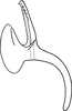 Aedeagus, lateral view: Aedeagus (paratype), lateral view. (Observation).