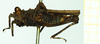 CollectionObject 1585752; d767ab6a-c214-43fb-9627-40edd2381aa3: male, lateral view (syntype). (CollectionObject).