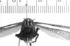 CollectionObject 1506203; 7b3eee0e-d6c3-494c-82ae-7321ffefd586: Image, C.S. Carbonell. female, frontal view (holotype). (CollectionObject).