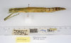 CollectionObject 1578775; a4870e64-5fe8-4a7f-bf65-4a907223154a: copyright ZMUH, Hamburg. female, lateral view (paratype). (CollectionObject).