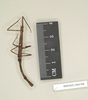 CollectionObject 1557328; NHMUK(SF IMPORT DUPLICATE) 844508, bdcb0e5a-d12a-4feb-8378-f1f3513dad47: copyright Natural History Museum, London. synonym Dyme depressa female (syntype). (CollectionObject).