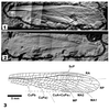 CollectionObject 1544915; OSEC 826a, 826b, 8f4c6d10-73f3-4f03-9167-abdfe890a4fa: Figures 1-3. Holotype: 1, part OSU 826a; 2, counterpart OSU 826b; and 3, reconstructed tegminal venation. (CollectionObject).