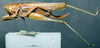 CollectionObject 1506478; 5fa64556-bbf6-46bc-8eb9-b6ea95e24bad: female, lateral view (topotype). (CollectionObject).